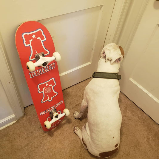 Happy Take your dog to work day🐾